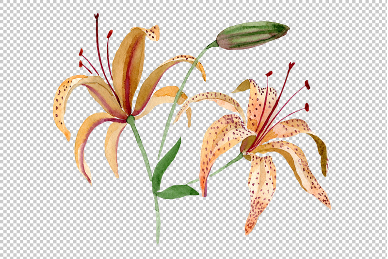 orange-lily-watercolor-png