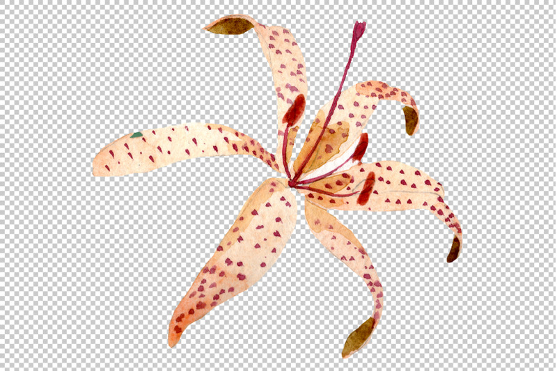 orange-lily-watercolor-png