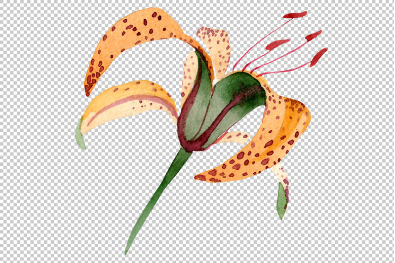 orange-spotted-lily-watercolor-png