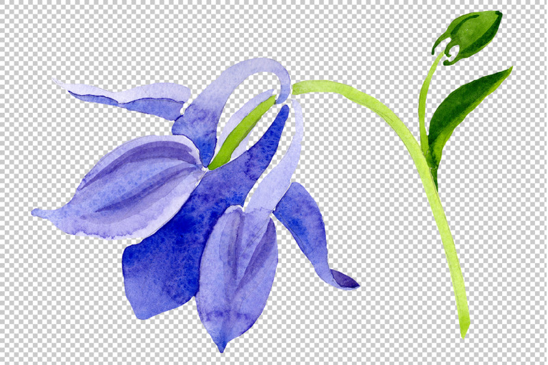 aquilegia-violet-watercolor-png