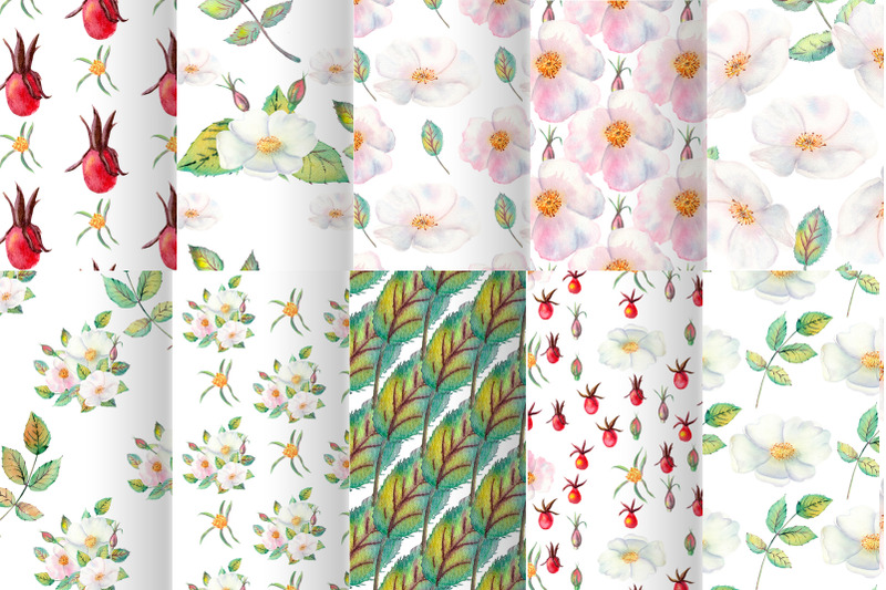 20-seamless-patterns-with-white-flowers-of-wild-rose