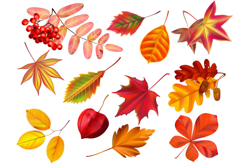 color-autumn-leaves-fallen-leaves-colored-dry-leaf-and-yellow-leaves