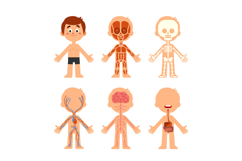 cartoon-boy-body-anatomy-human-biology-systems-anatomical-chart-skel