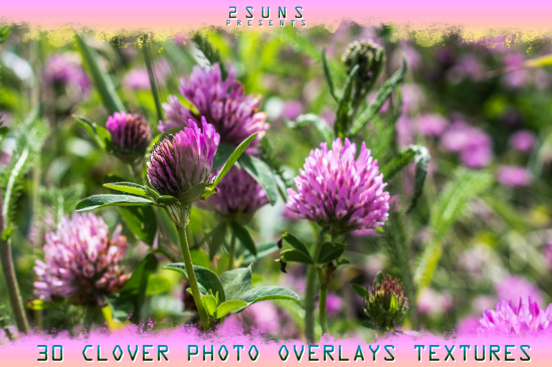 digital-flower-backdrop-flower-overlay-photoshop-overlay-field