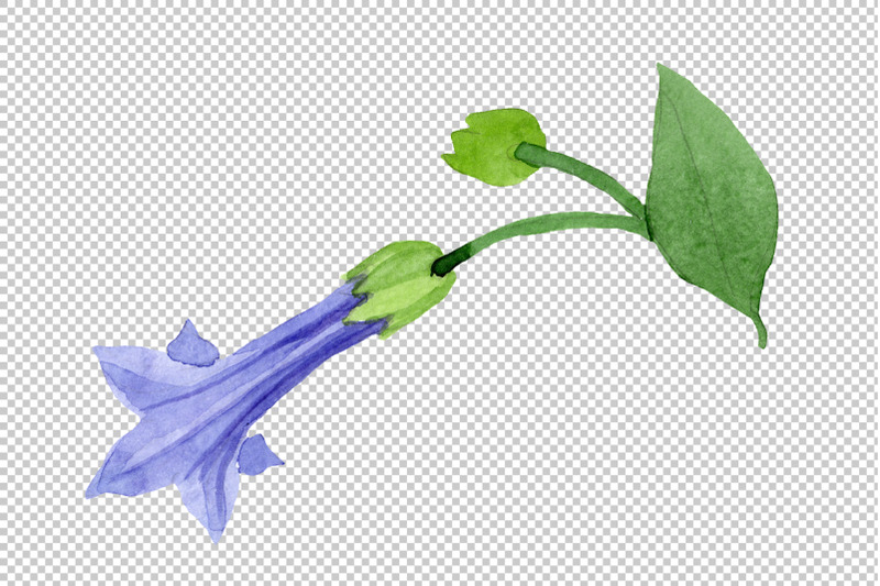 brugmansia-blue-watercolor-png