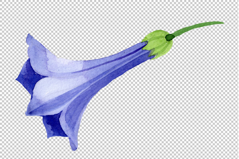 brugmansia-blue-watercolor-png