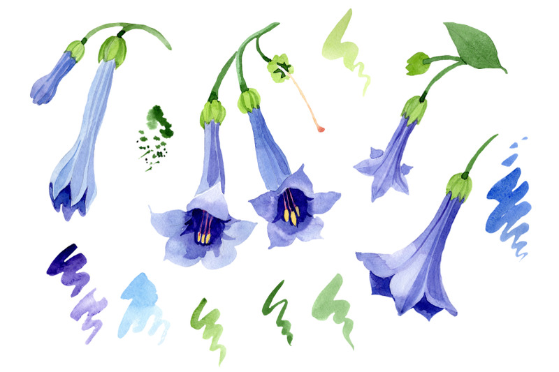 brugmansia-blue-watercolor-png