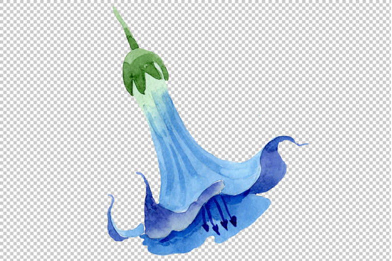 brugmansia-soft-blue-watercolor-png