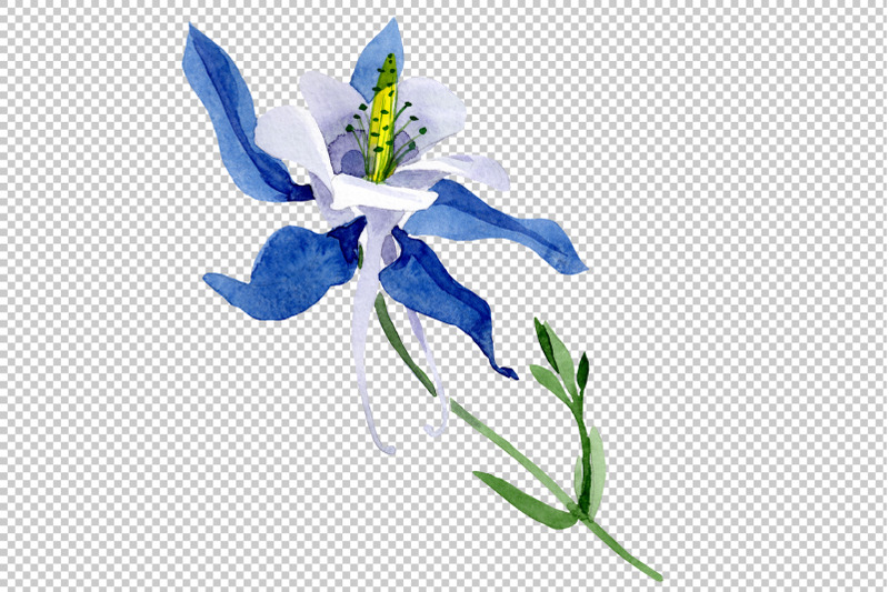 aquilegia-colombian-watercolor-png