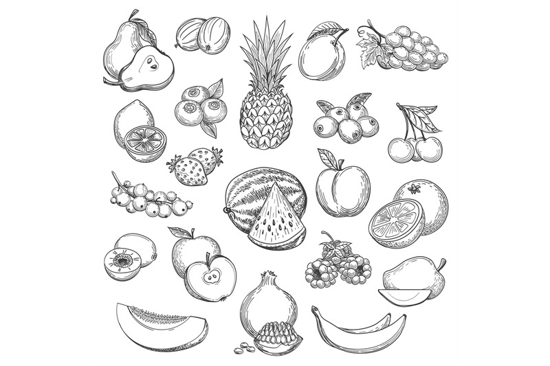 vintage-fruit-sketch