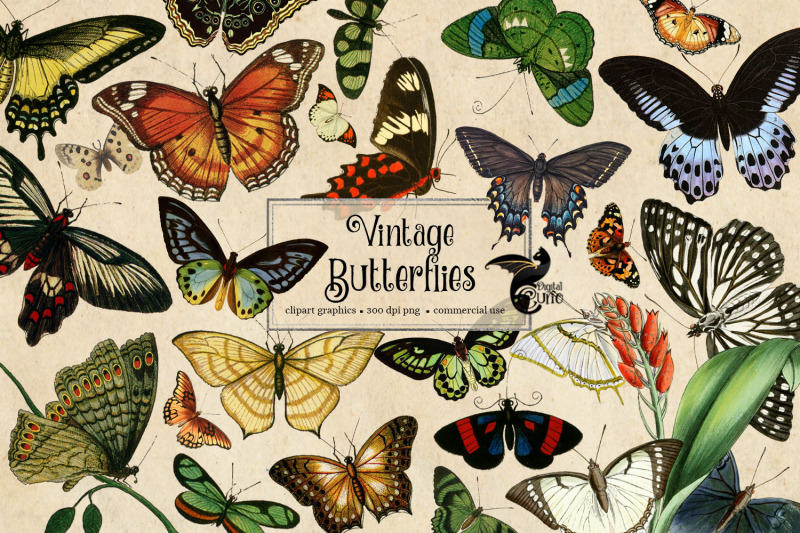 vintage-butterfly-clipart