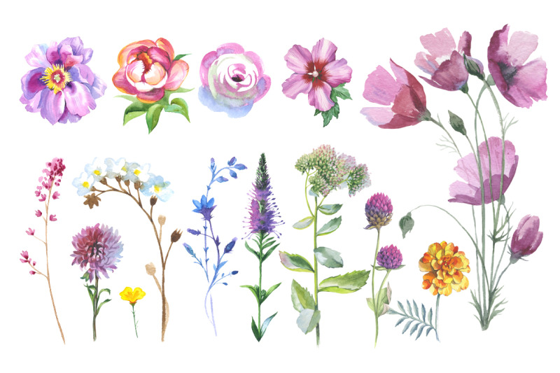 wild-flowers-watercolor-set-hand-painted-flowers-free-commercial-use