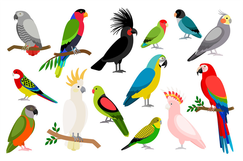 tropical-parrot-set