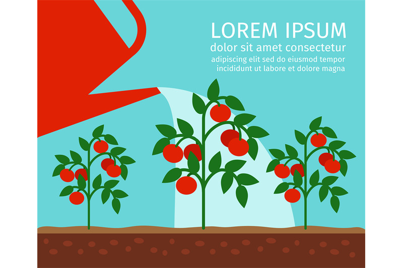 tomato-garden-vector-illustration