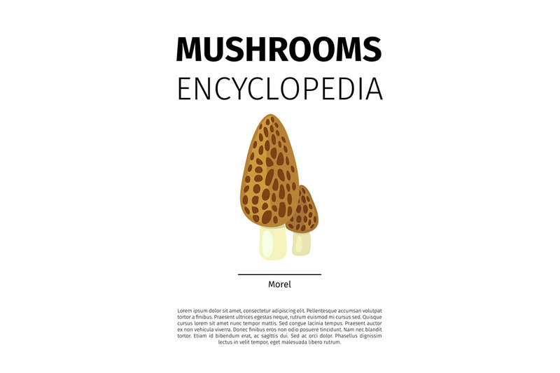 morel-mushroom-illustration