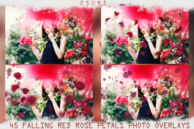 falling-rose-petals-photo-overlays-flower-overlay-photoshop-overlay