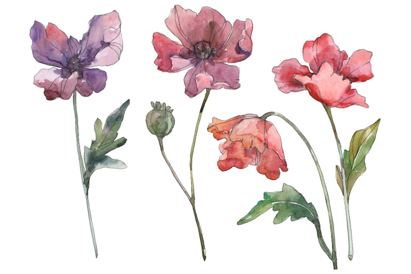 watercolor-poppy-clipart-floral-painting-diy-elements-invitations