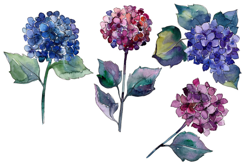 purple-hydrangea-watercolor-set-hand-painted-flowers-free-commercial