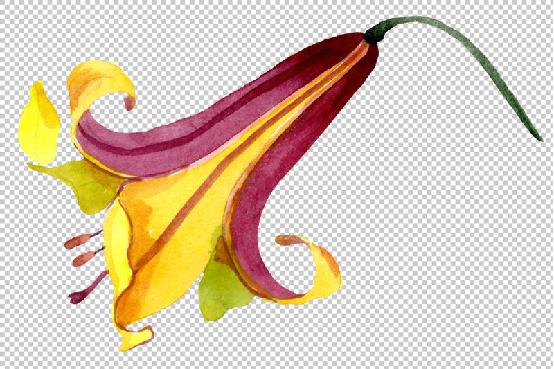 yellow-lily-flower-watercolor-png