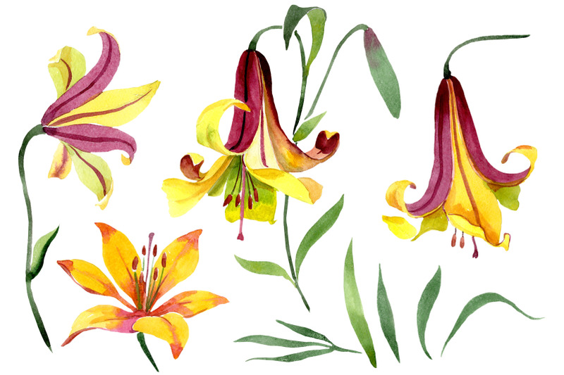 yellow-lily-flower-watercolor-png