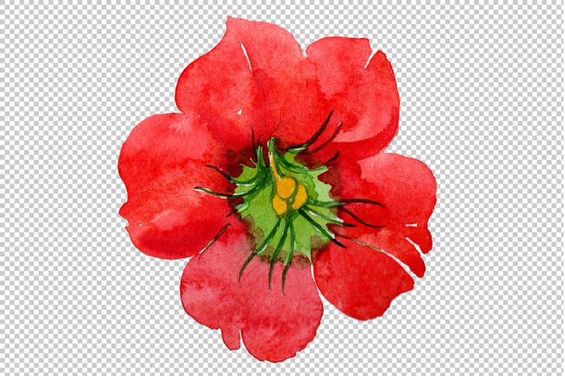 brugmansia-red-flower-watercolor-png