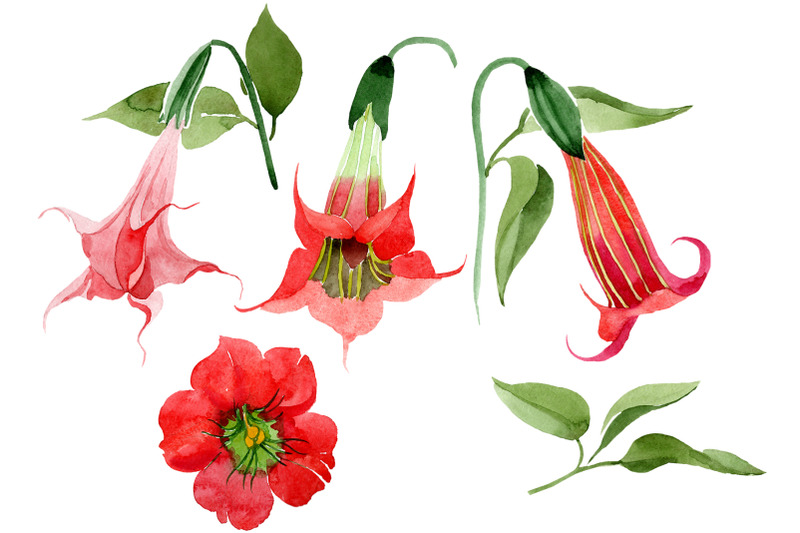 brugmansia-red-flower-watercolor-png