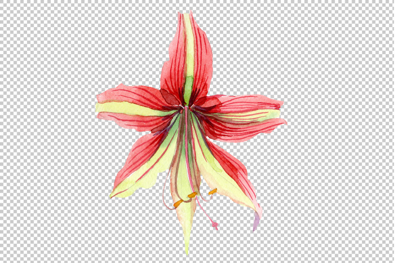 hippeastrum-red-and-yellow-flower-watercolor-png