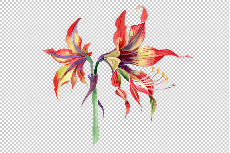 hippeastrum-red-and-yellow-flower-watercolor-png