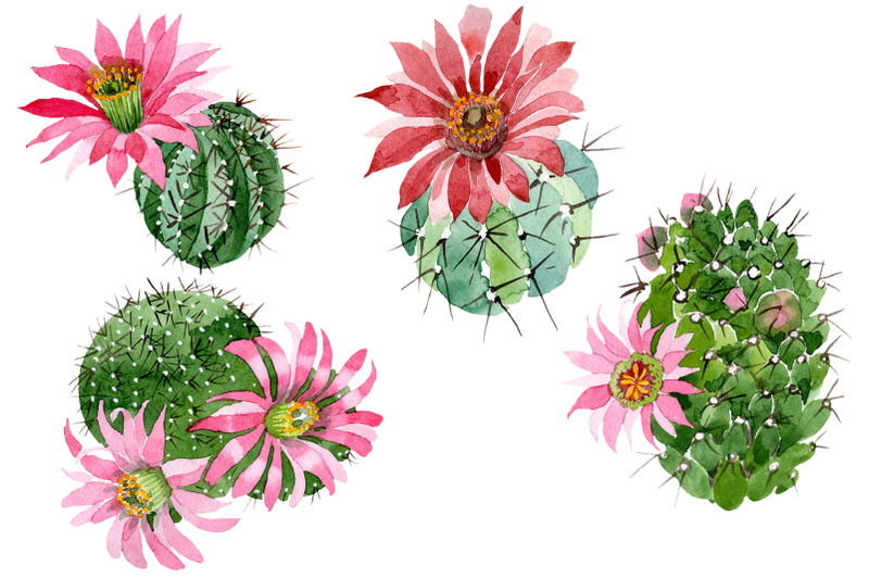 cactus-green-spiny-ordinary-flower-watercolor-png