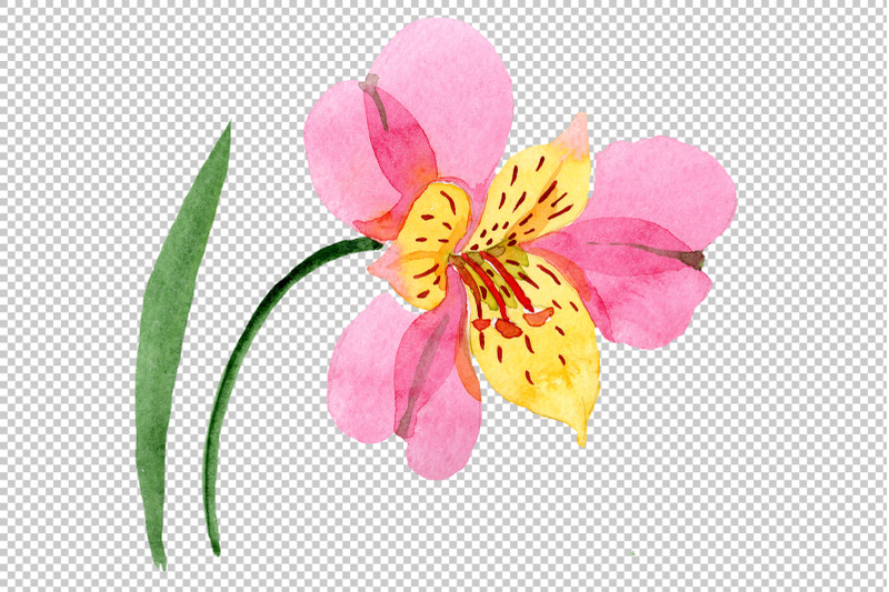 astrometry-pink-flower-watercolor-png