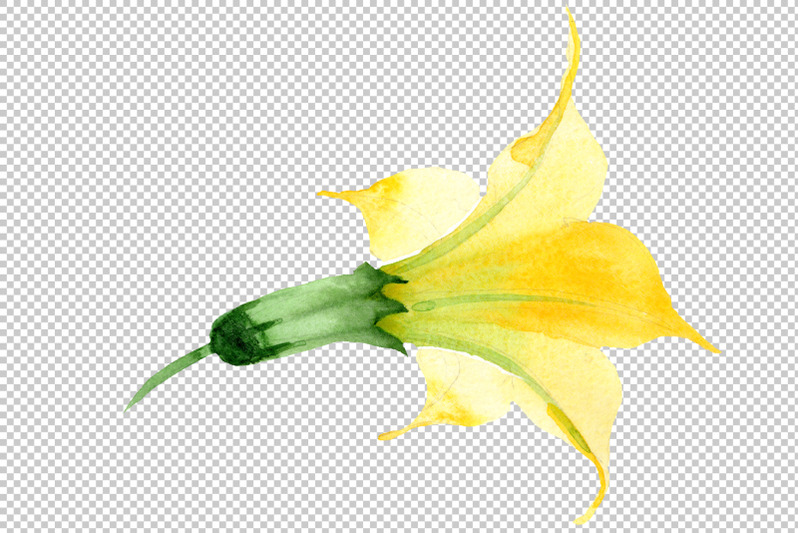 brugmansia-yellow-flower-watercolor-png