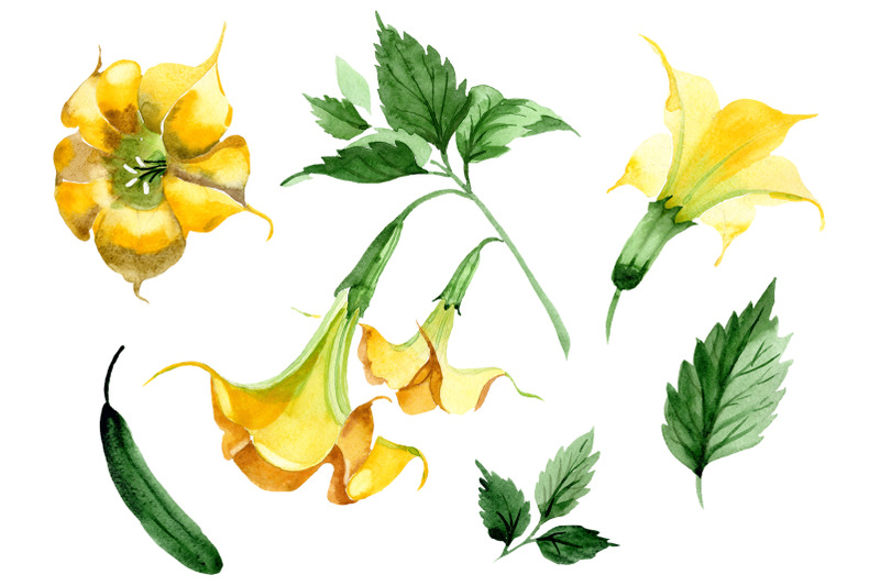 brugmansia-yellow-flower-watercolor-png