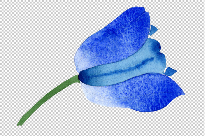 blue-tulip-flower-watercolor-png
