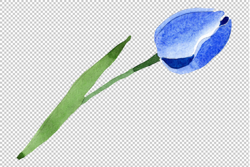 blue-tulip-flower-watercolor-png