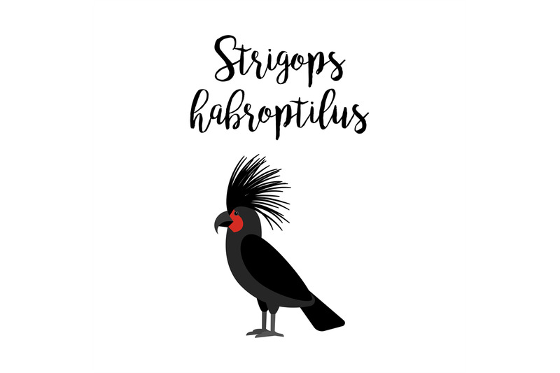 strigops-habroptilus-parrot-bird