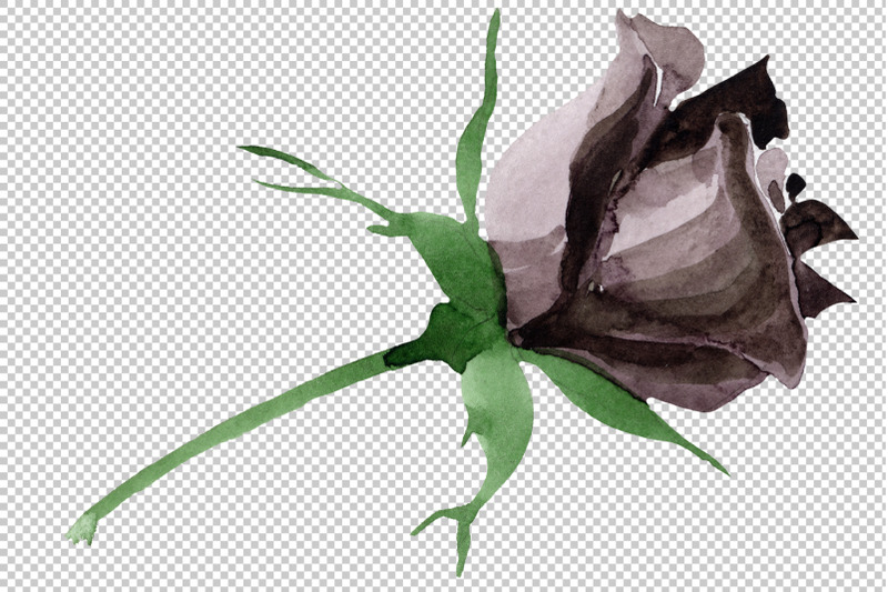 black-rose-flower-watercolor-png