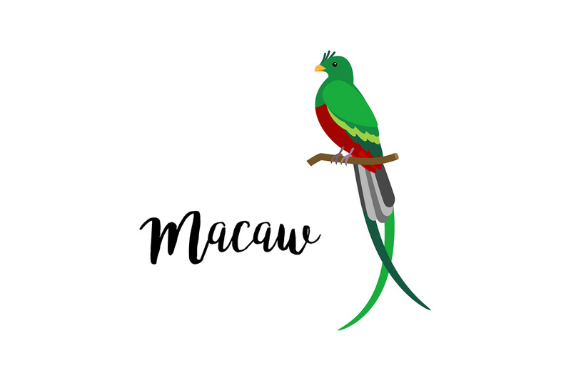 exotic-tropical-macaw-bird