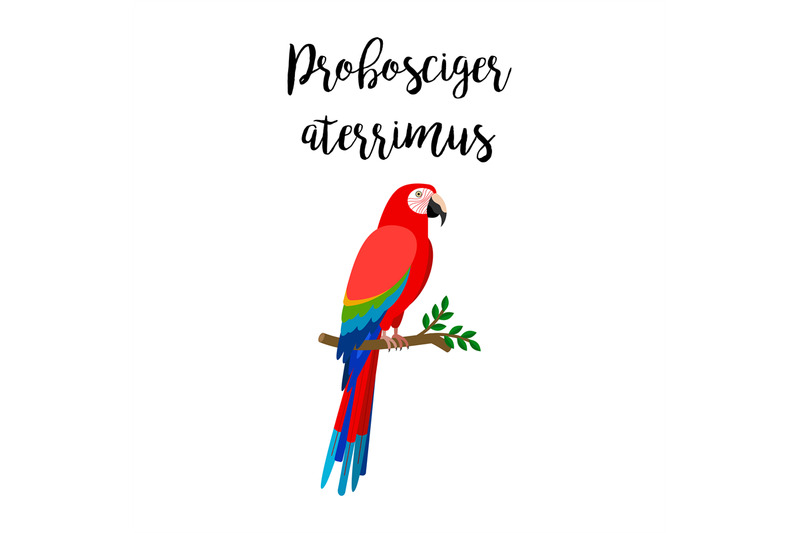 exotic-tropical-probosciger-aterrimus-bird