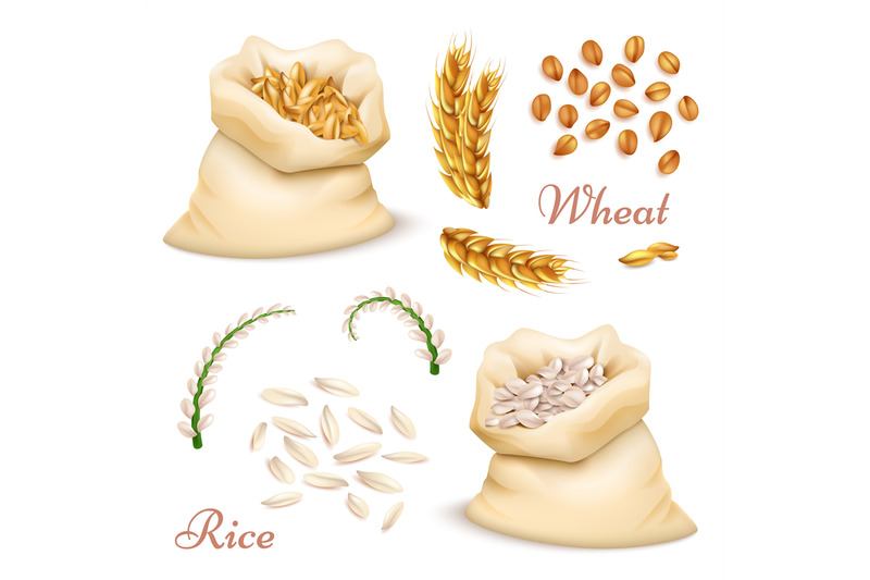 agricultural-cereals-wheat-and-rice-isolated-on-white-background-ve