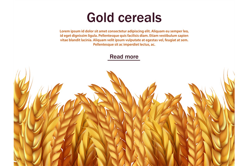 realistic-cereals-vector-background-template-ears-of-rye-wheat-barl