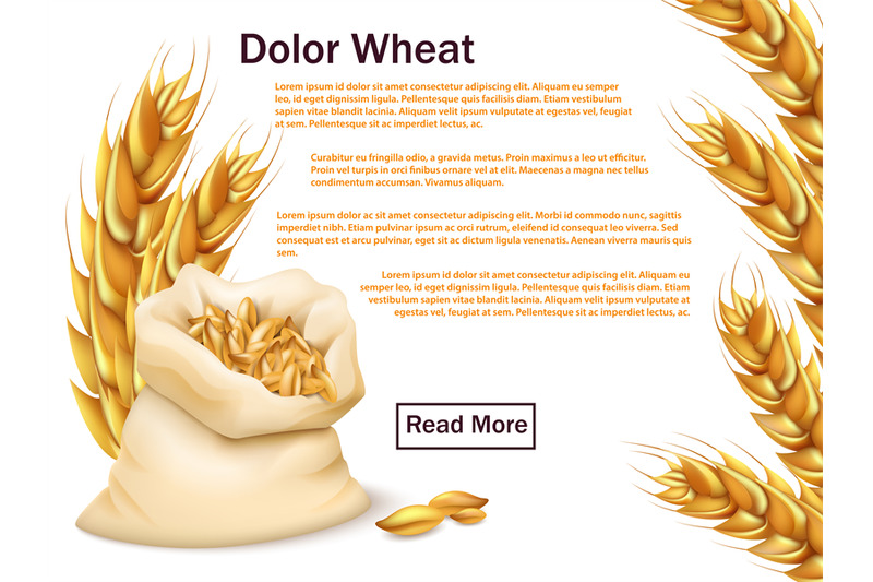 realistic-wheat-grains-and-ears-isolated-on-white-background