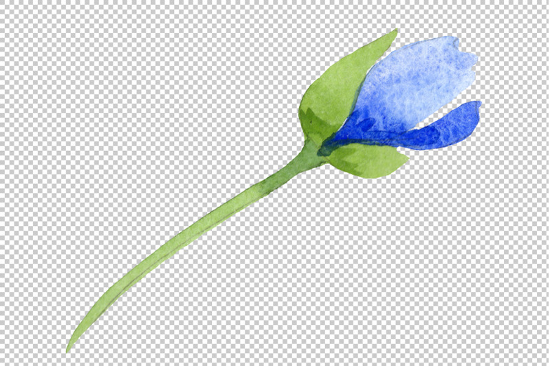 ultramarine-poppies-blue-flower-watercolor-png