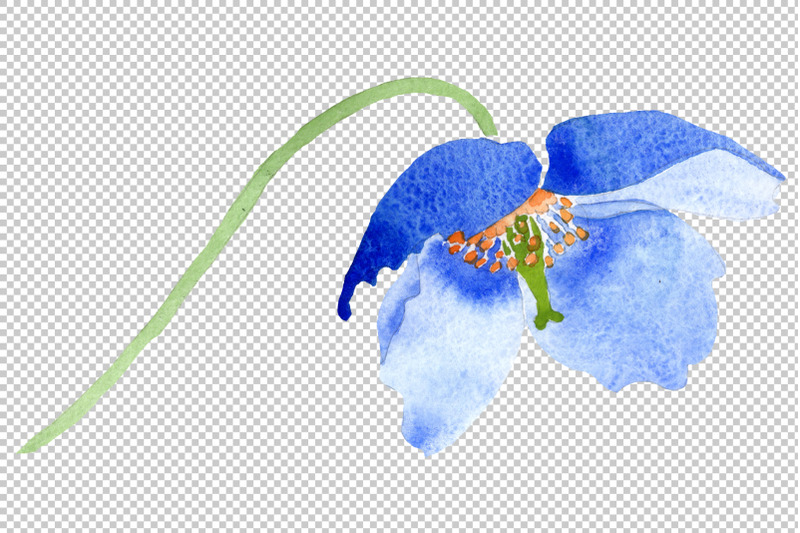 ultramarine-poppies-blue-flower-watercolor-png