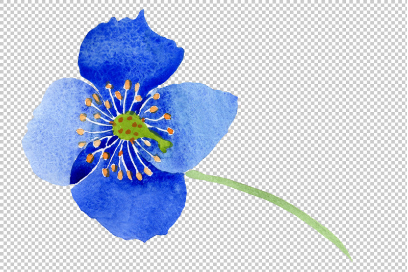 ultramarine-poppies-blue-flower-watercolor-png