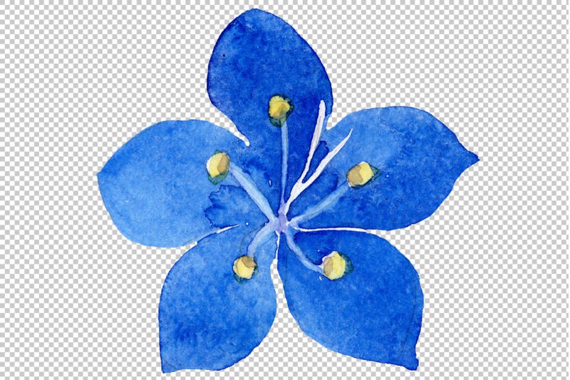phacelia-bellflower-blue-flower-watercolor-png