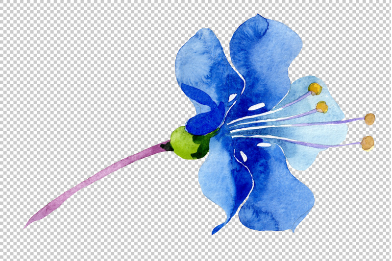 phacelia-bellflower-blue-flower-watercolor-png