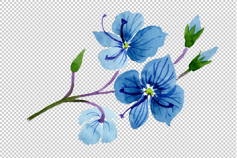 veronica-flower-blue-watercolor-png