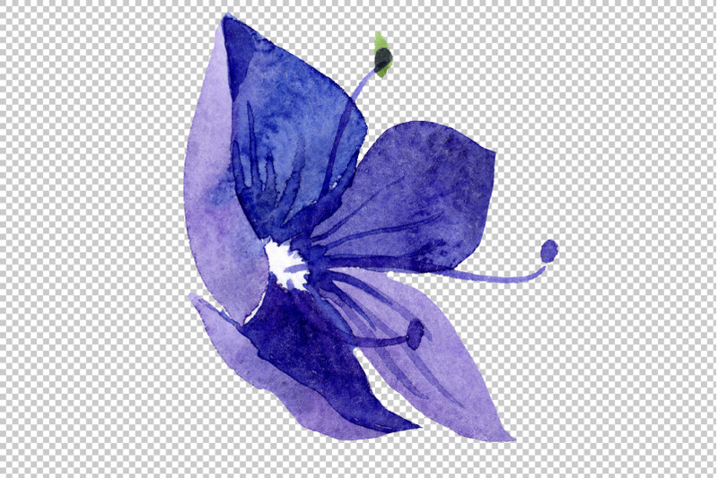 veronica-flower-blue-watercolor-png