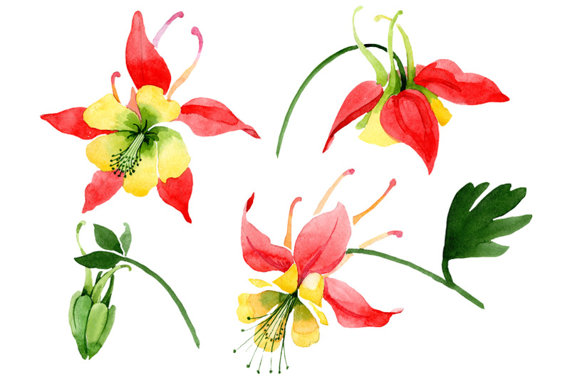 red-aquilegia-flower-watercolor-png