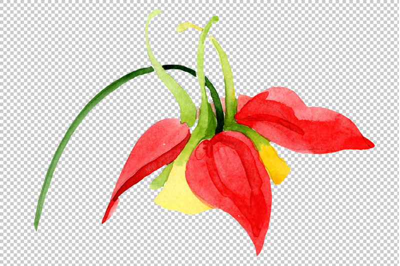 red-aquilegia-flower-watercolor-png